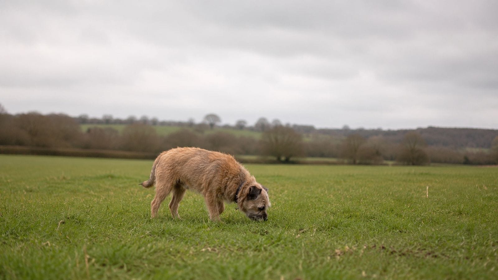A dog on a lead walking with their owner towards a field gate