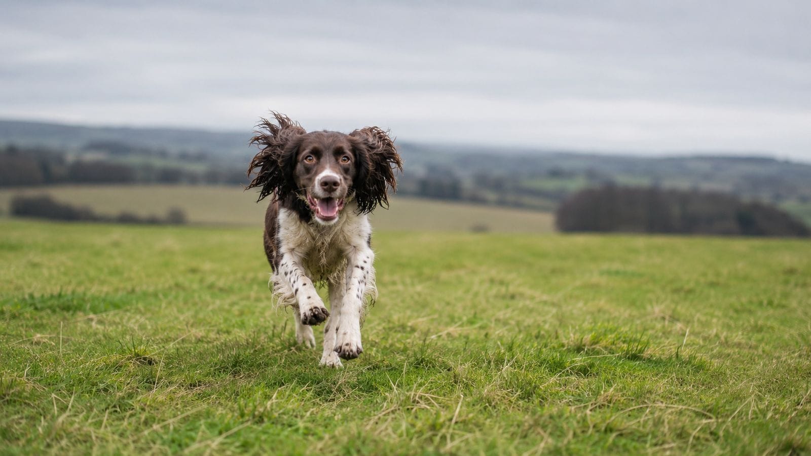 A dog relaxing in long grass in an enclosed field