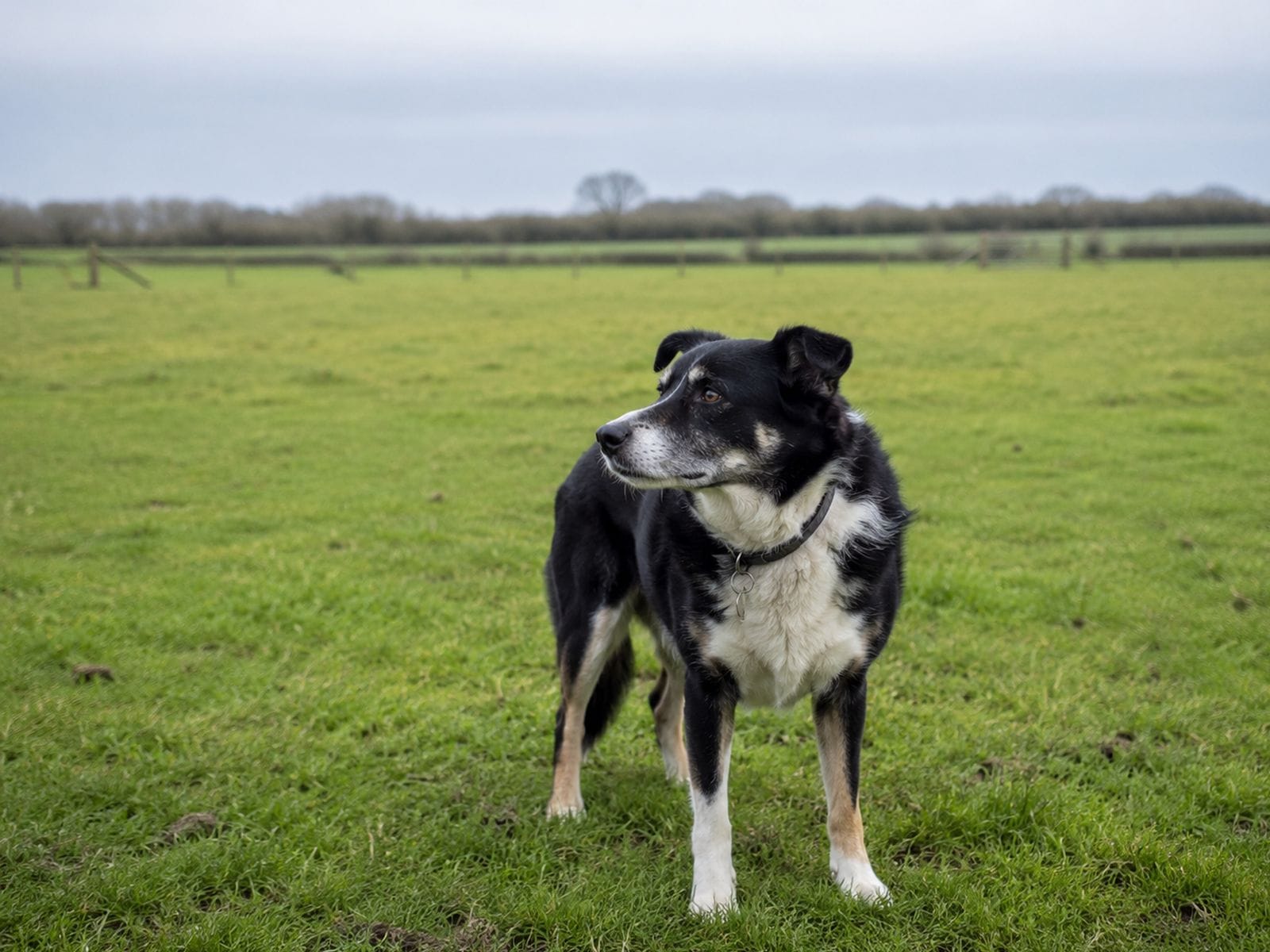 A calm dog standing alone in a fenced grassy field with no other dogs in sight
